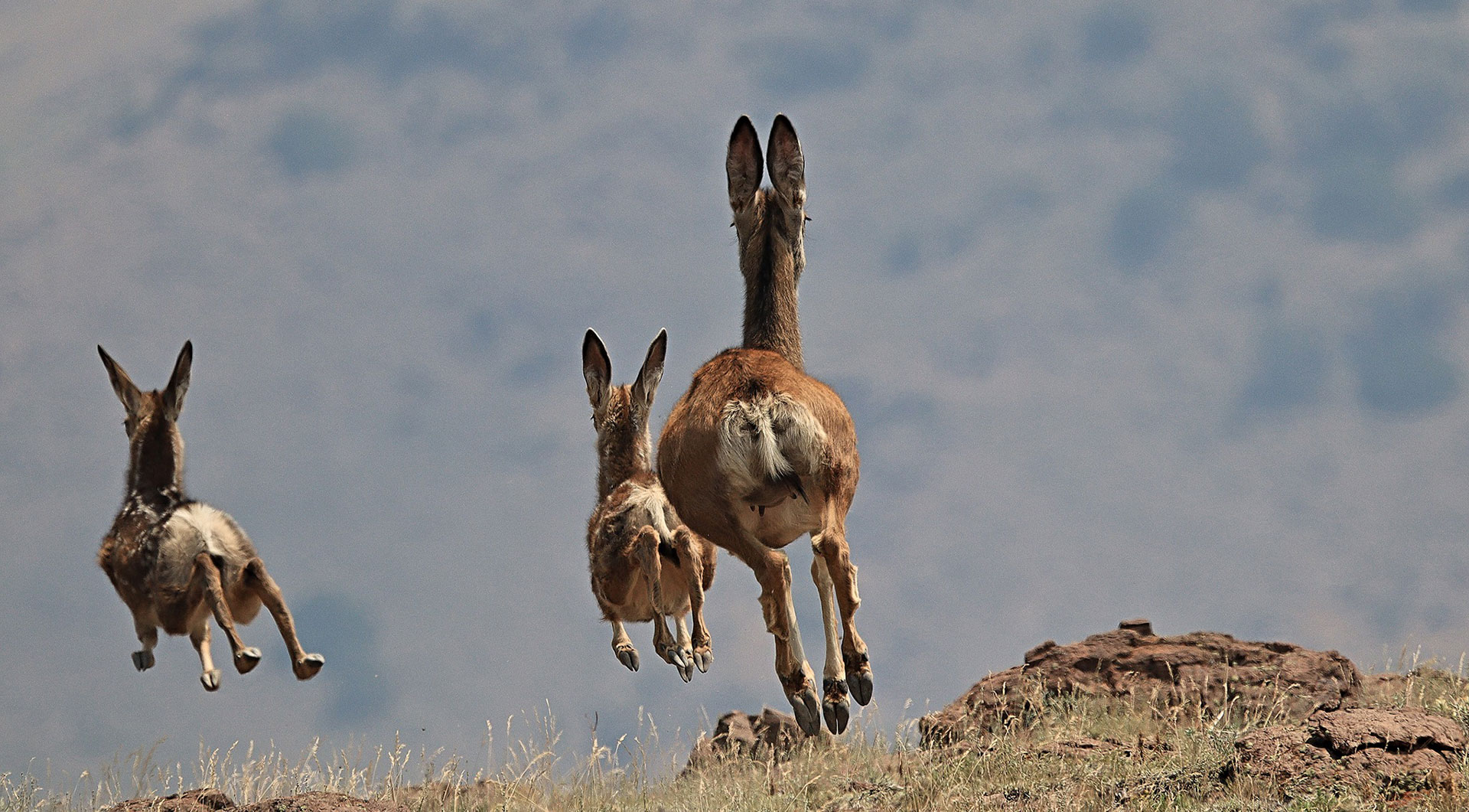 Nevada-Wildlife