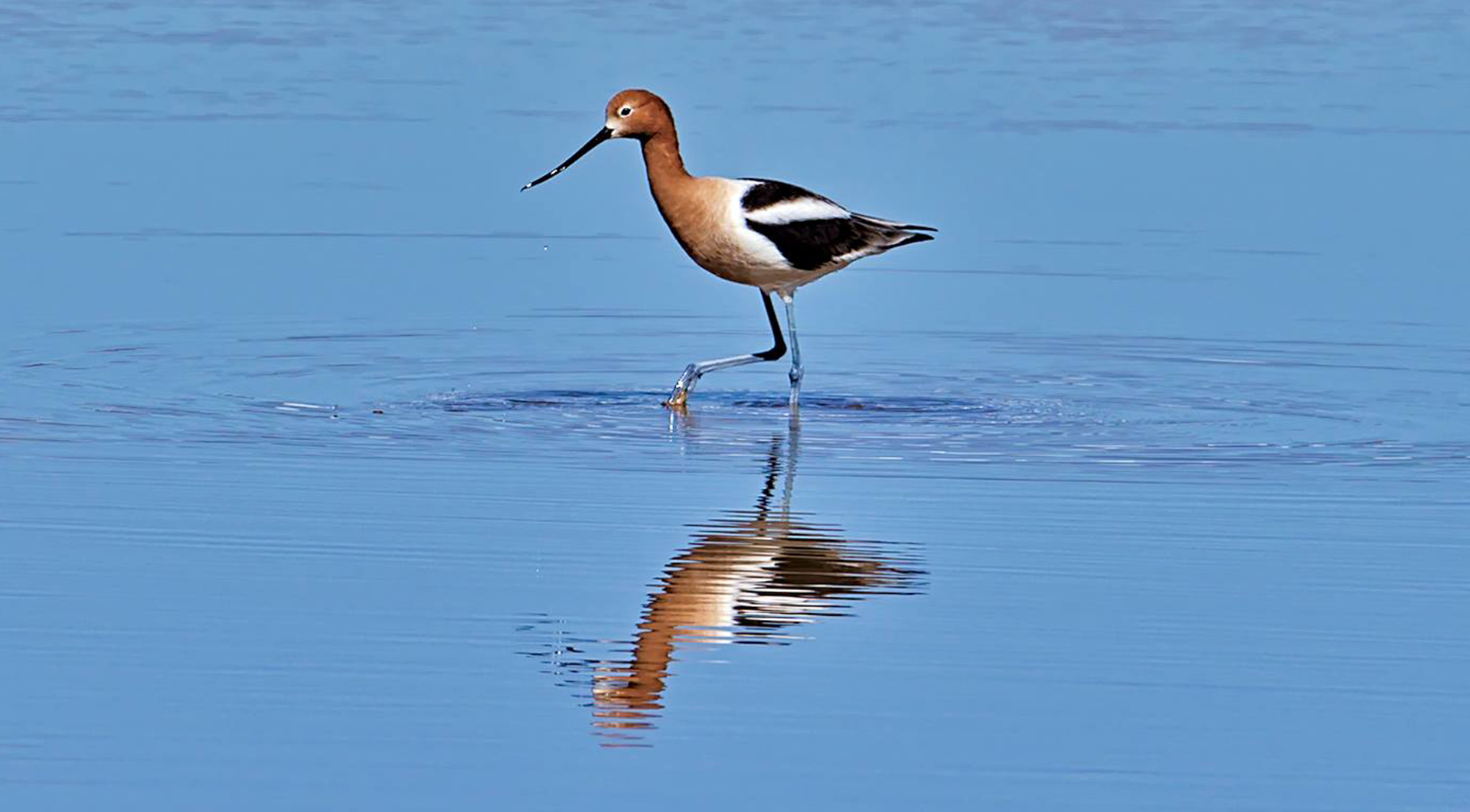 Avocet - Bob Tregulis photo