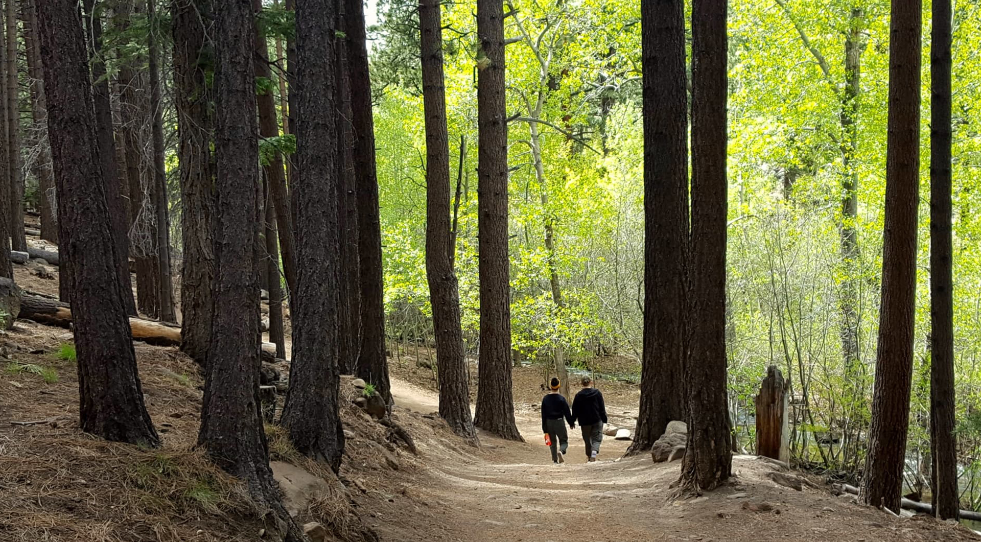 Galena Forest