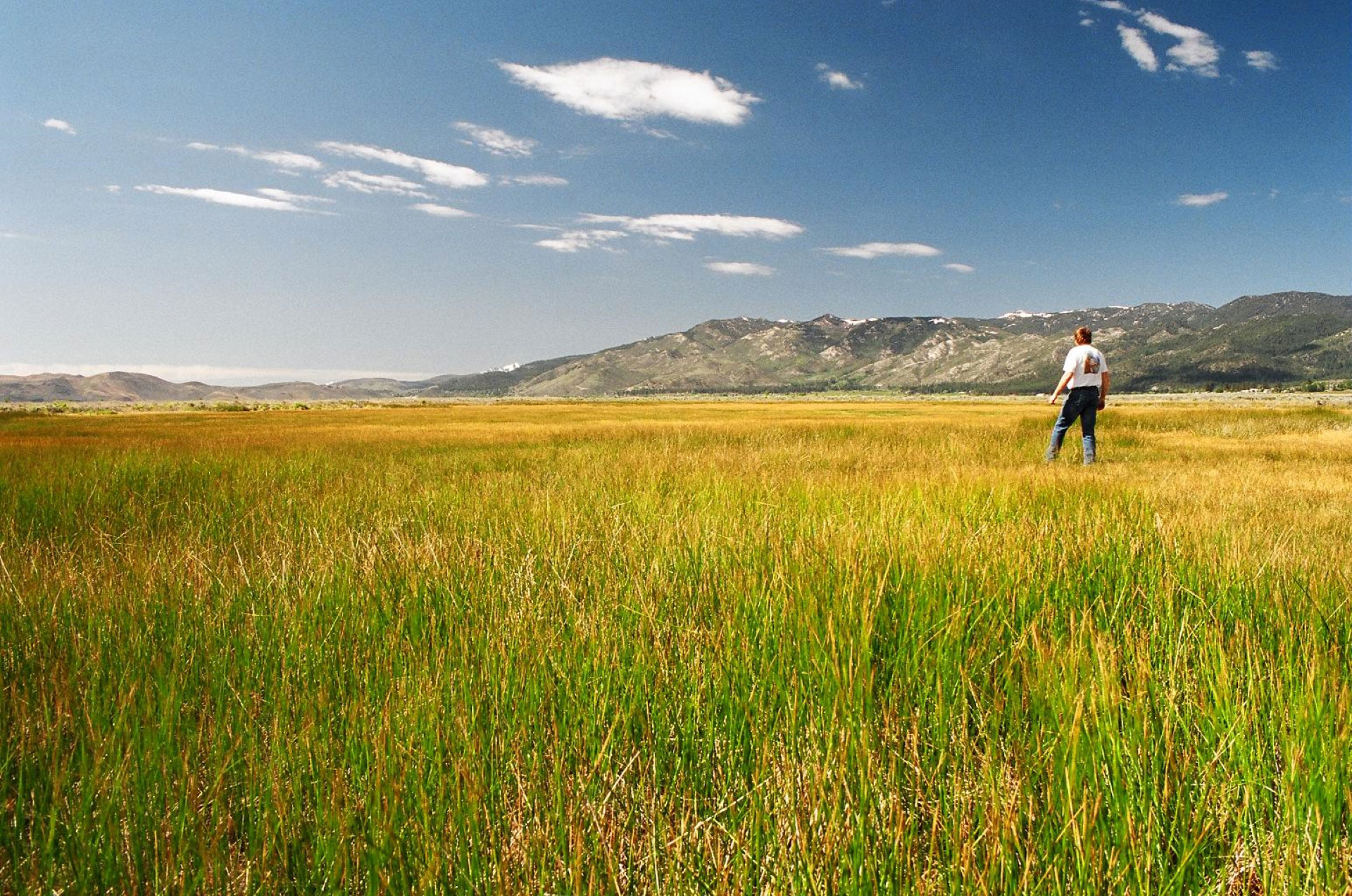 Washoe Valley grass land 