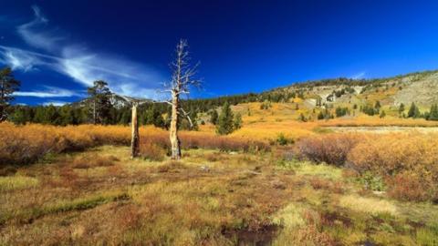 Nevada scene