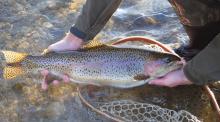 Rainbow trout in net